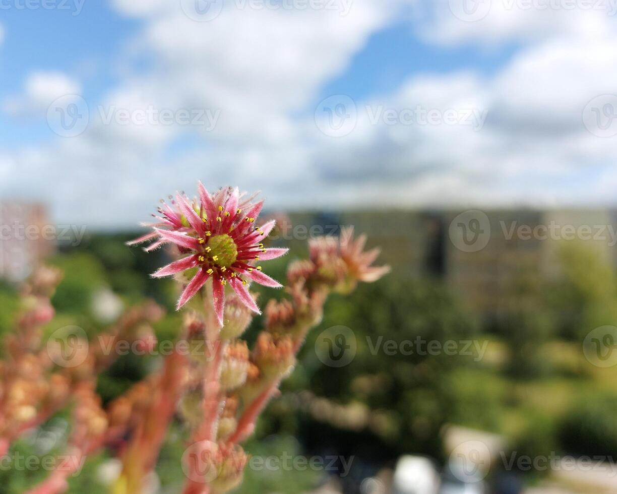 Flowering houseleek Sempervivum tectorum on a sunny balcony photo