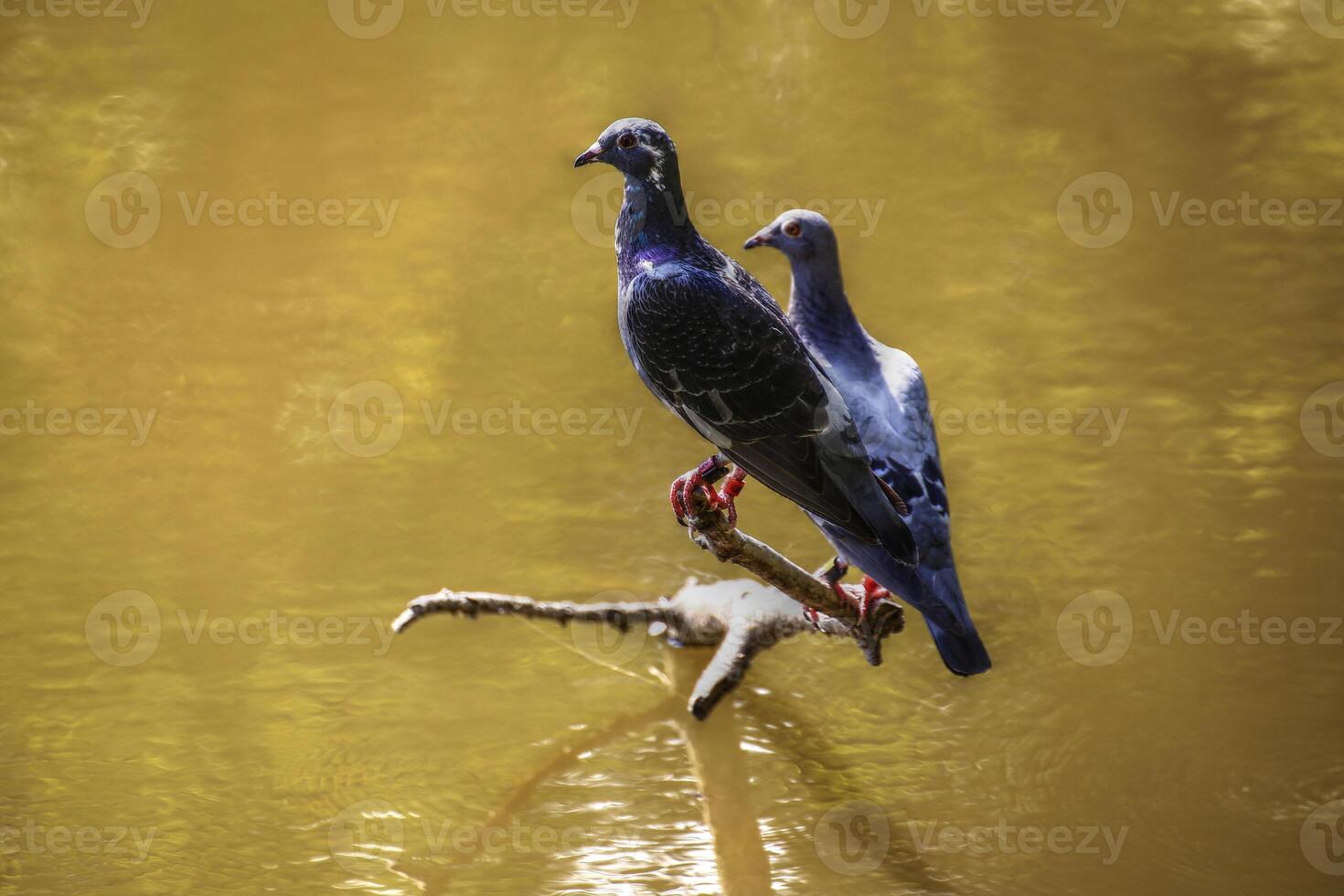 Two pidgeons Columba livia sitting on a branch in a lake photo