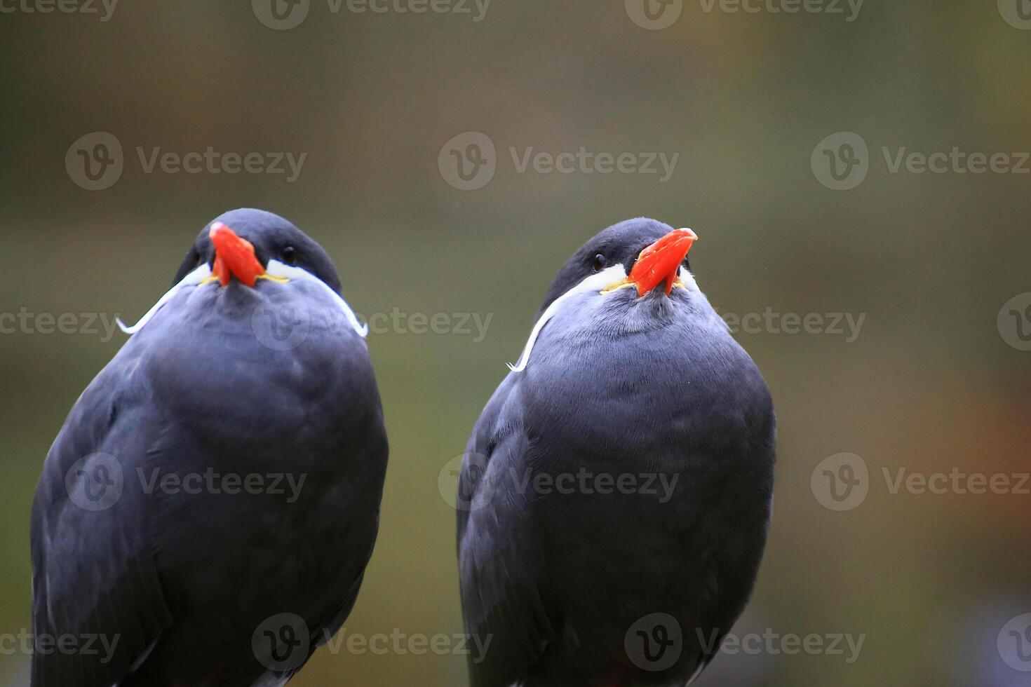 Two inca terns Larosterna inca seen from the front photo