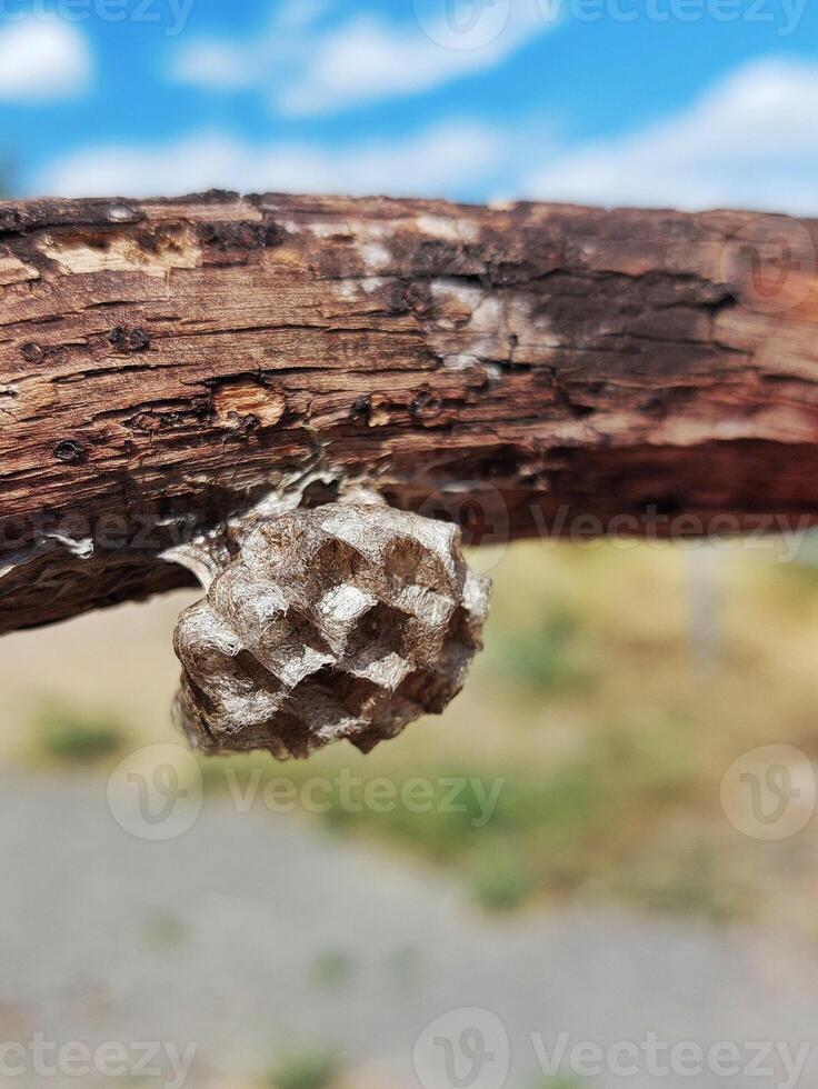 Small wasps nest hanging on a piece of wood photo