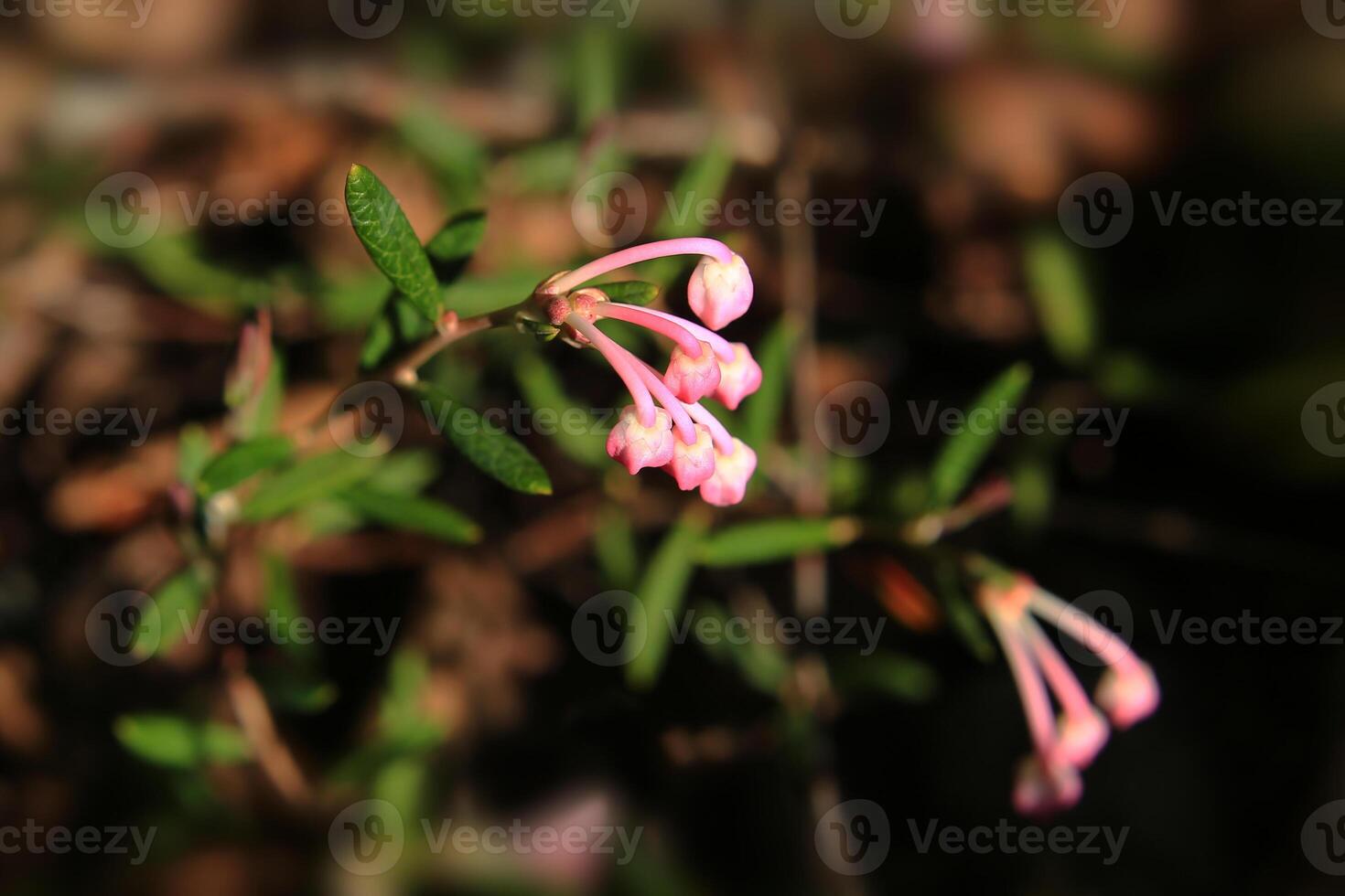 Beautiful pink buds of the toxic bog-rosemary Andromeda polifolia photo