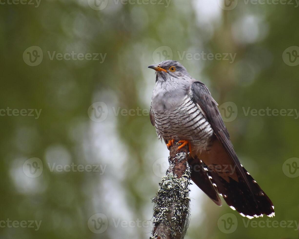 Common cuckoo Cuculus canorus sitting in a dead tree photo