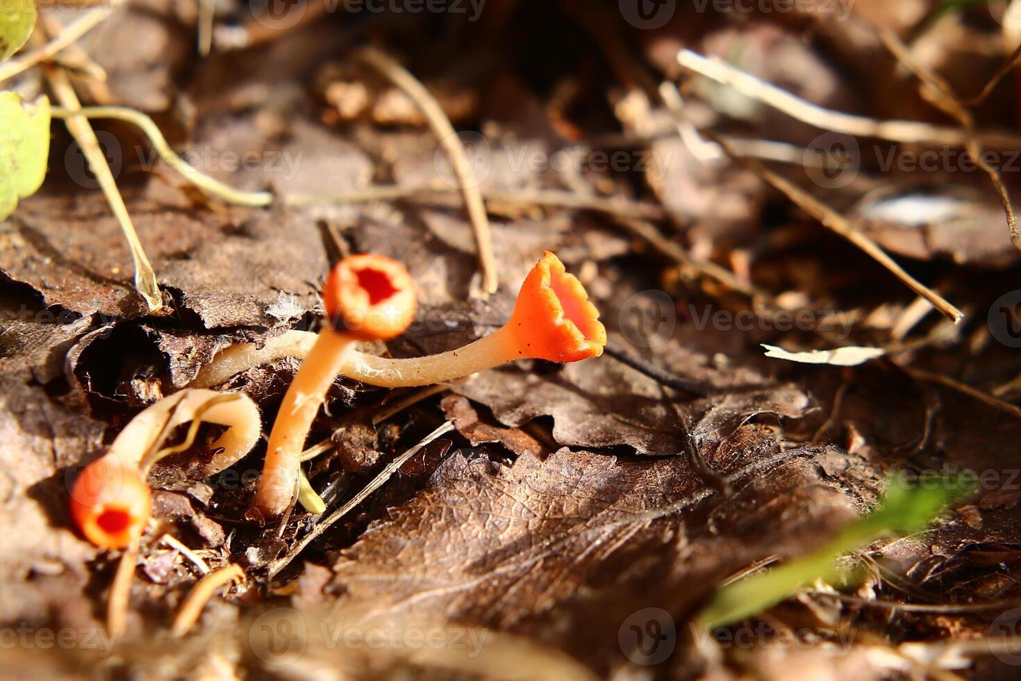 A group of Microstoma protractum fungi growing on the forest ground photo