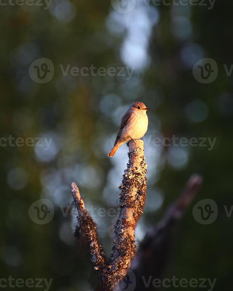 European spotted flycatcher Muscicapa striate in warm evening sunlight photo