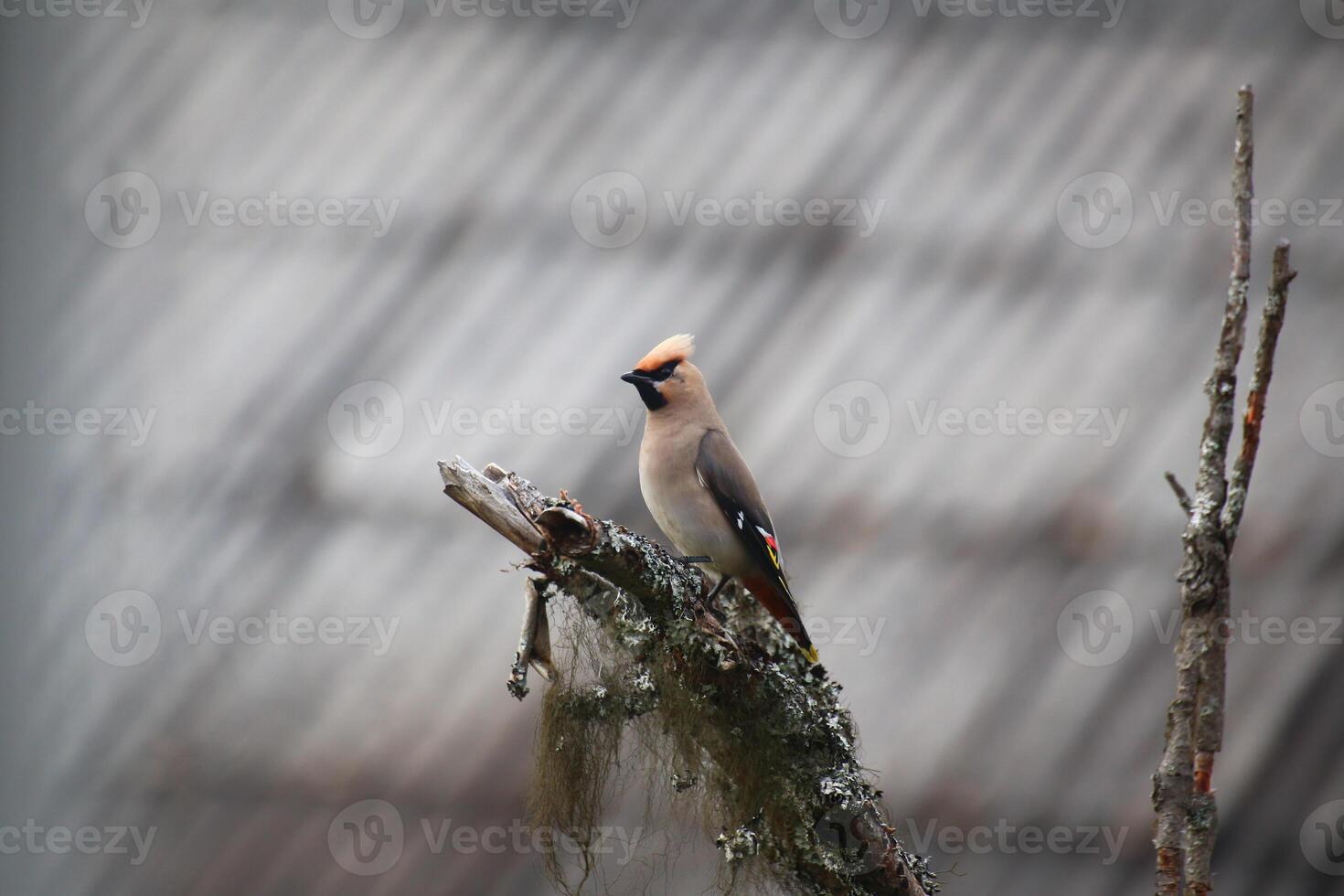 The Bohemian waxwing Bombycilla garrulus on a lichen covered tree with gray roof in background photo