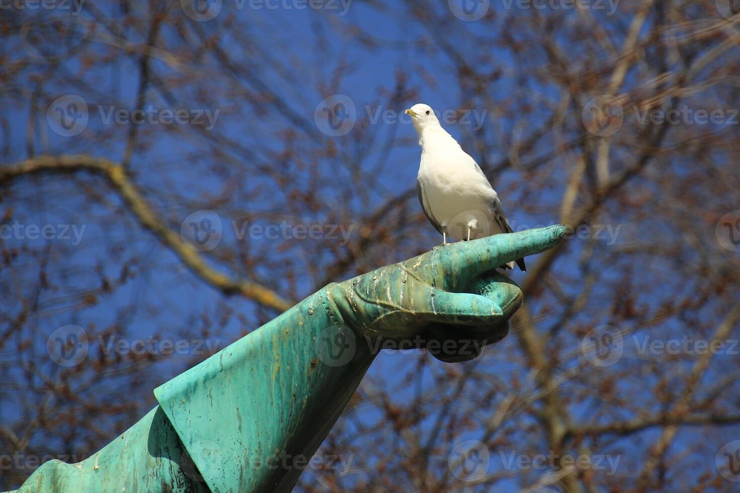 Europea herring gull Larus argentatus sitting on the hand of a historic bronze statue photo