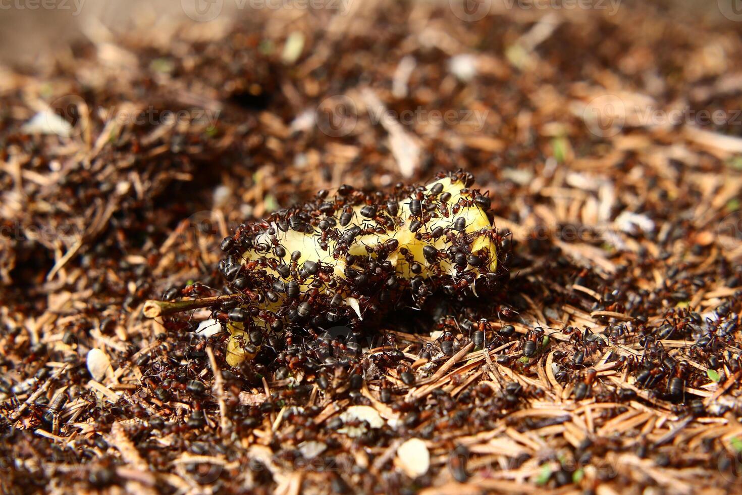 Colony of forest ants eating an apple core photo
