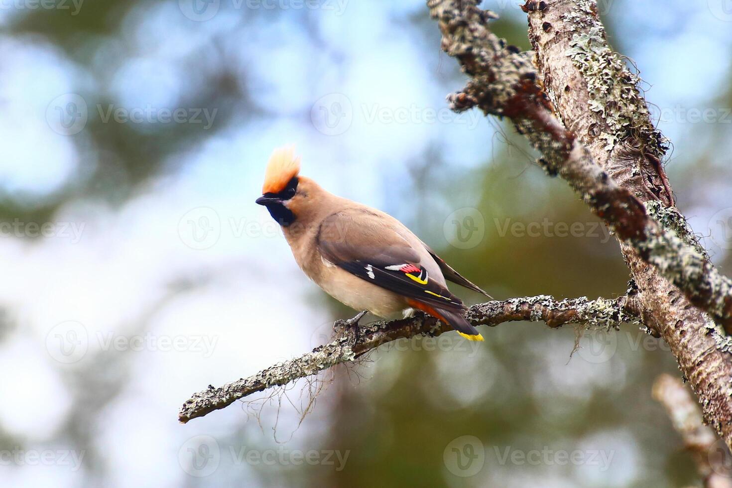 The Bohemian waxwing Bombycilla garrulus on a lichen covered tree photo