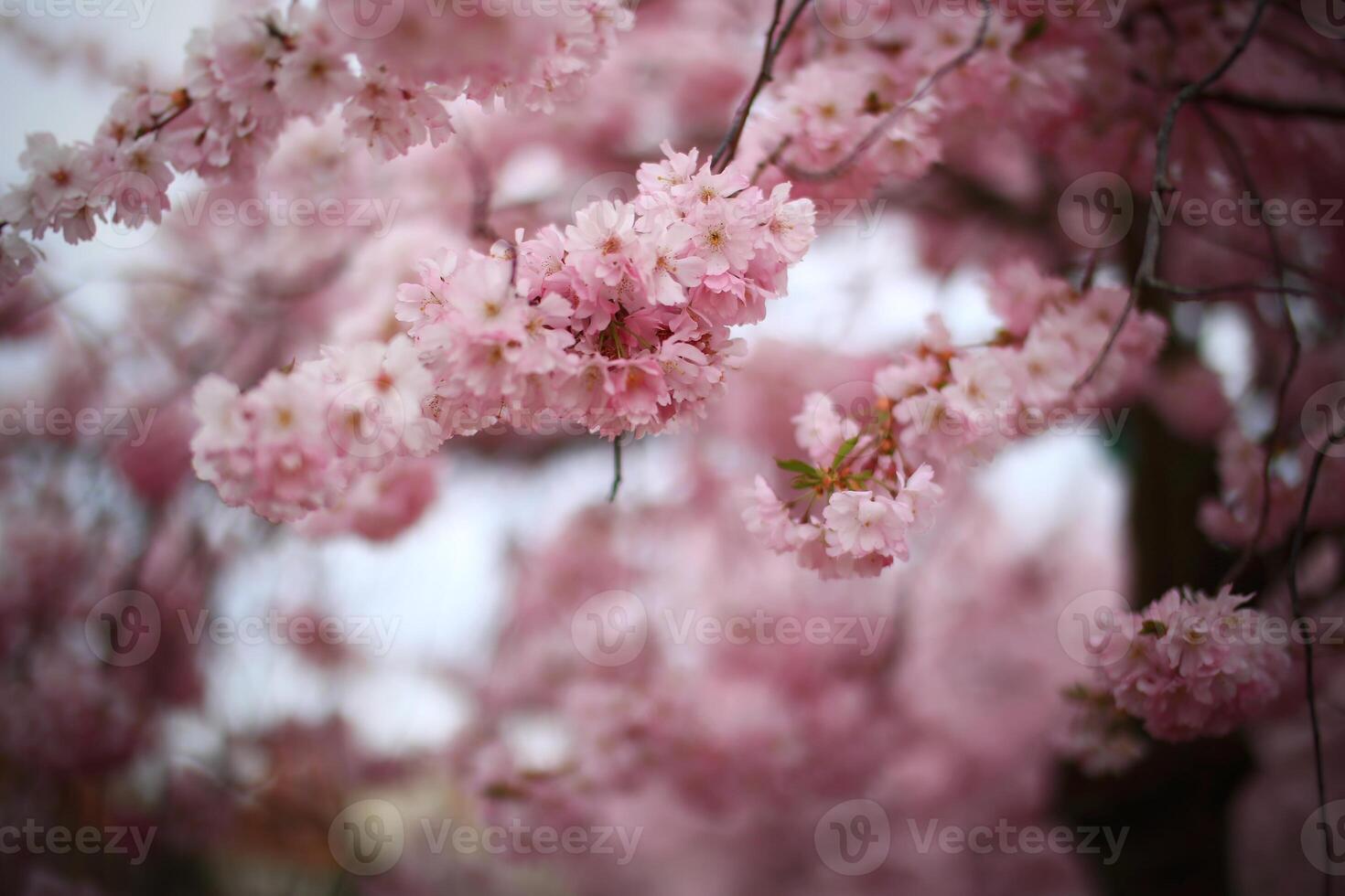 Beautiful pink blossoms of the Japanese cherry Prunus serrulata photo