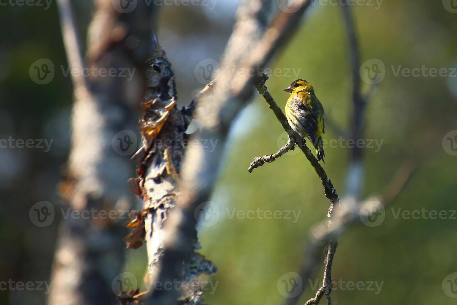 Eurasian siskin Spinus spinus sitting in sunlight on a tree photo