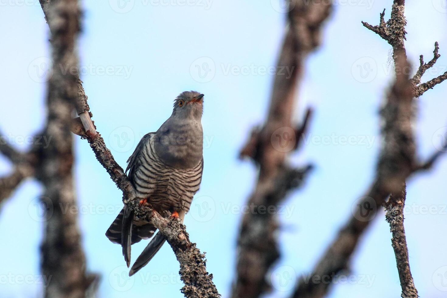 Common cuckoo Cuculus canorus sitting in a dead tree photo