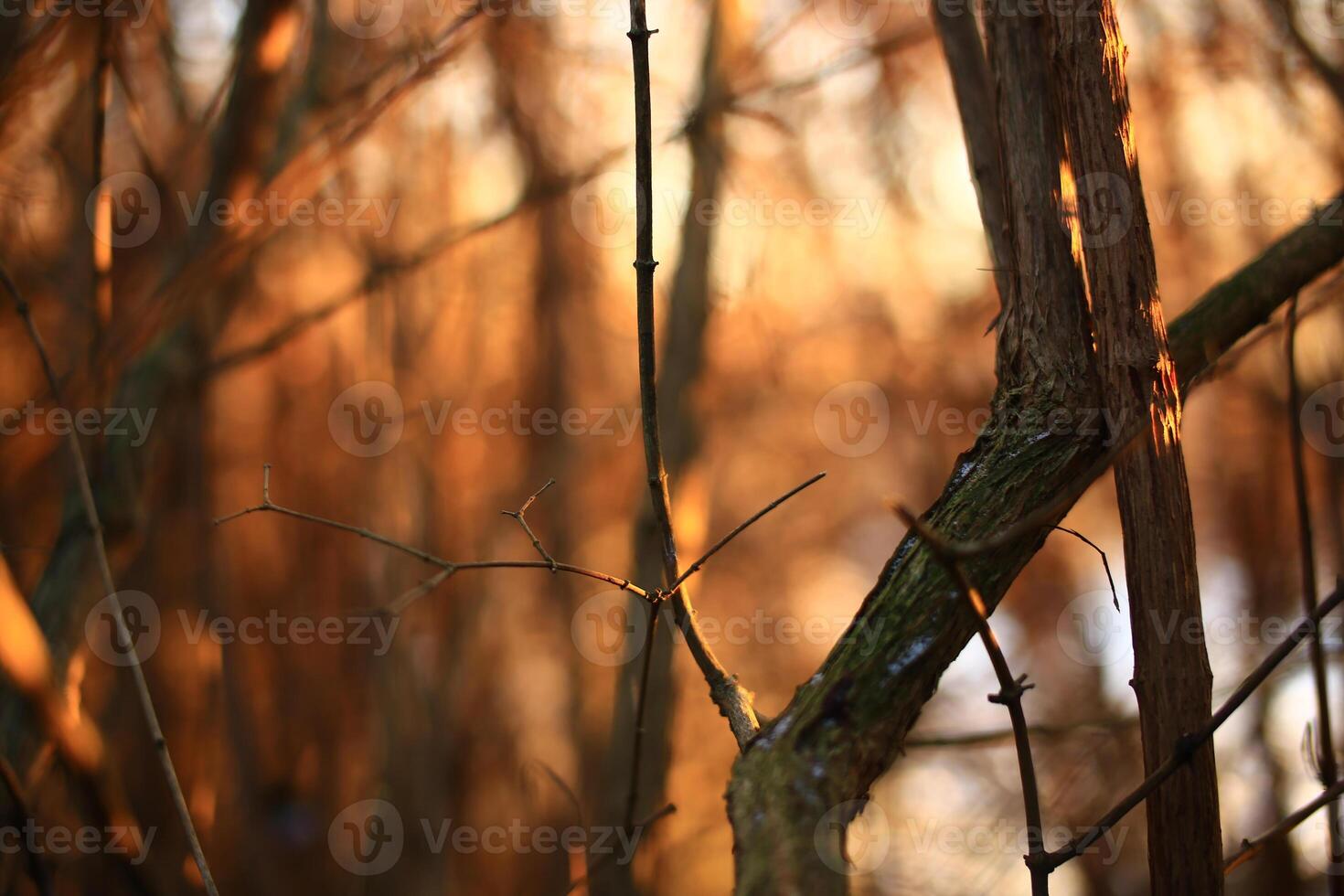A thicket in the warm sunset light photo