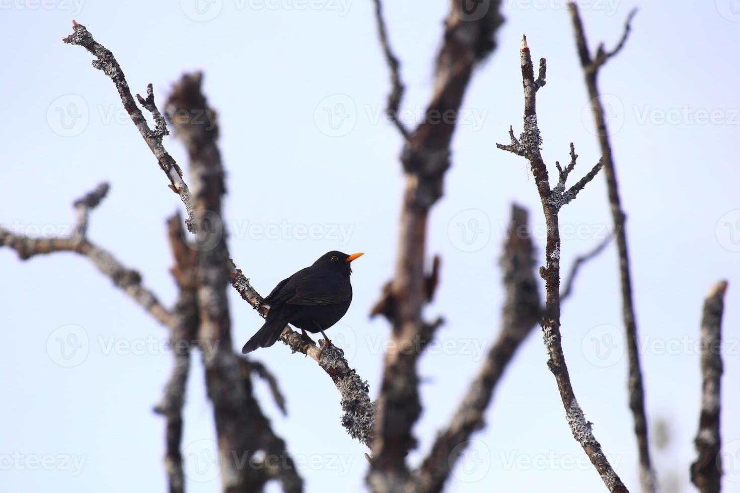 Common blackbird Turdus merula sitting in a bare tree photo