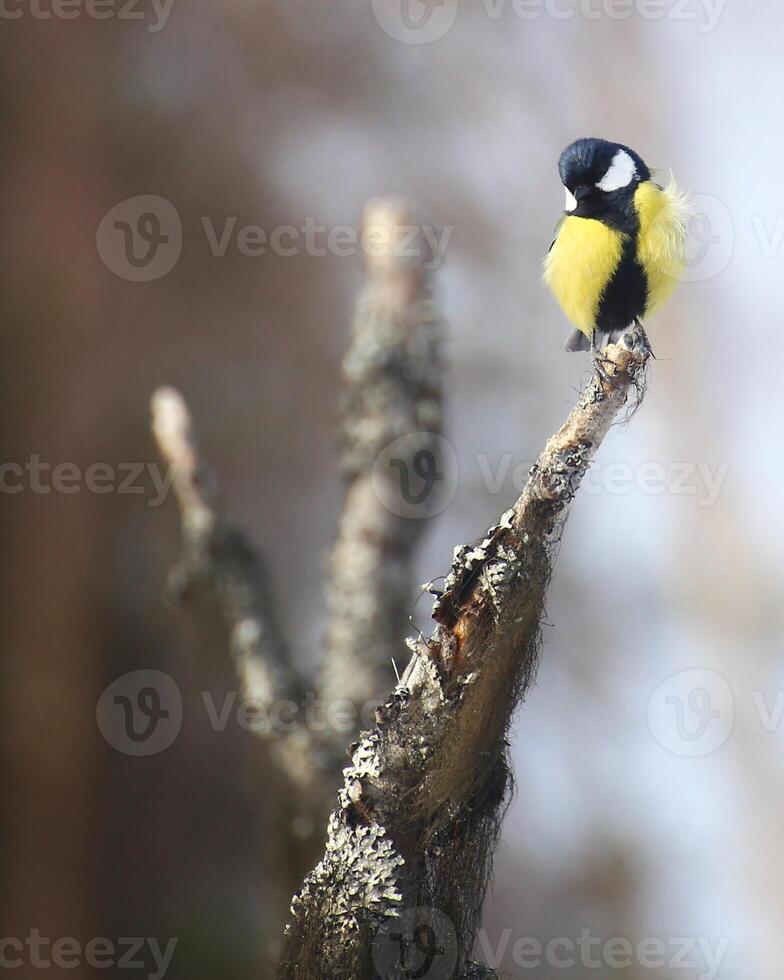 Great tit Parus major sitting on top of a dead tree photo