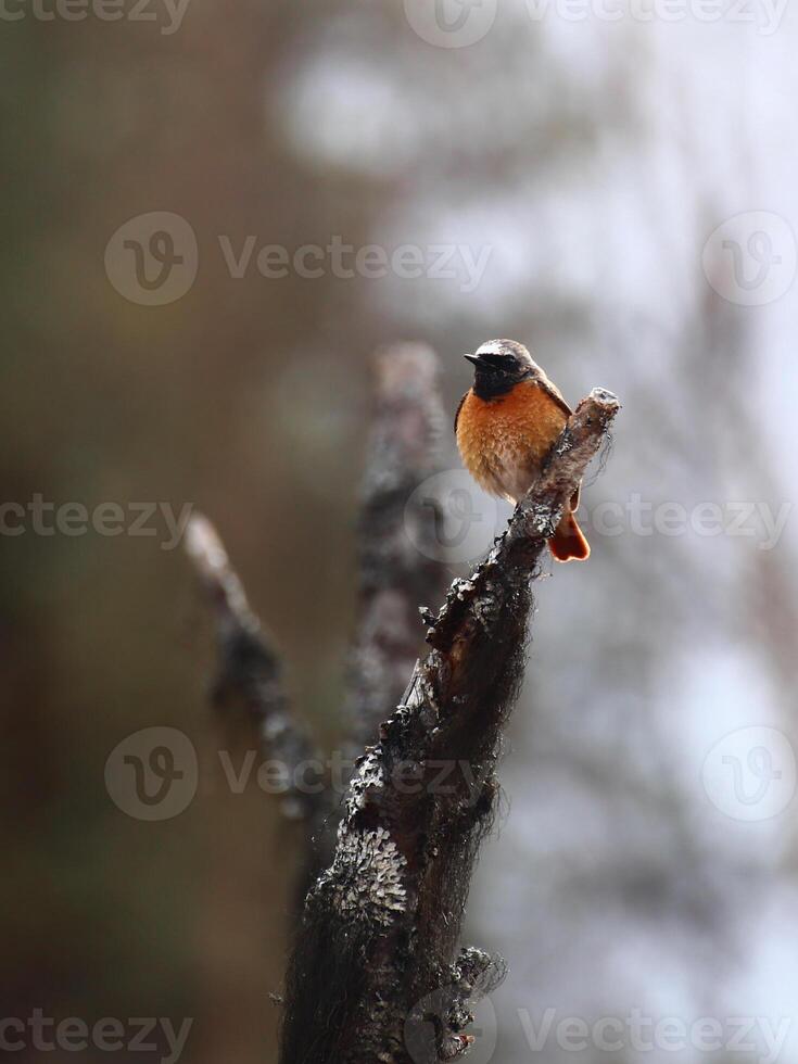 Common redstart Phoenicurus phoenicurus sitting on top of a dead tree photo