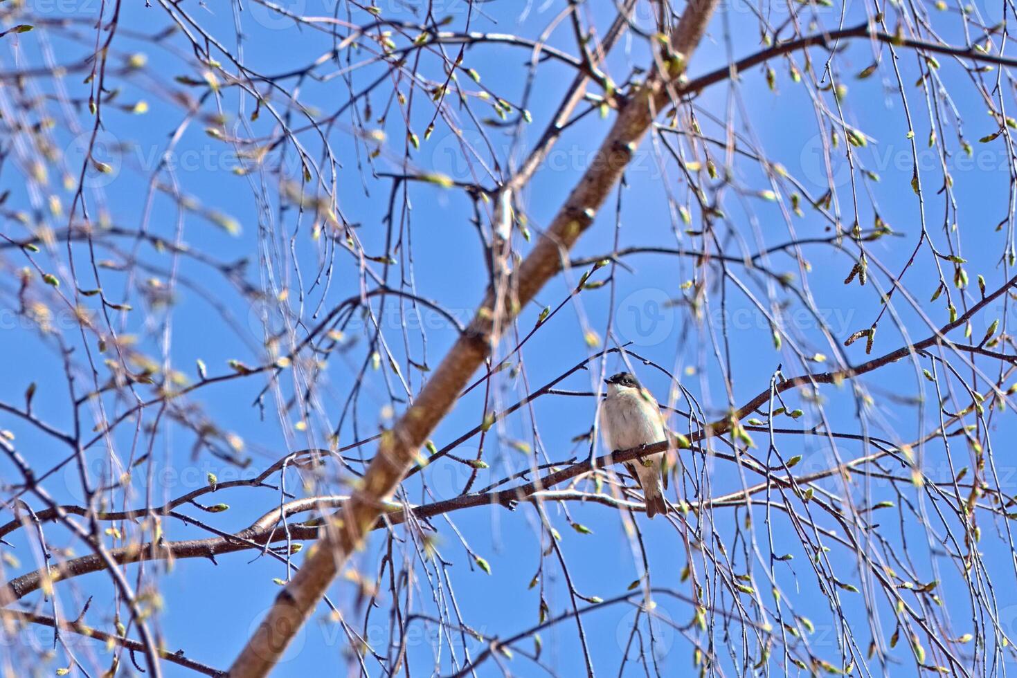 Male European pied flycatcher Ficedula hypoleuca sitting in dense birch twigs in spring photo