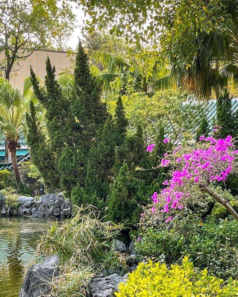 Flowers, green plant, water pond, trees in Hong Kong outdoor purblic park photo