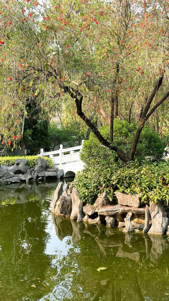 White bridge, plants, green trees, stone decoration and water pond in public outdoor park photo