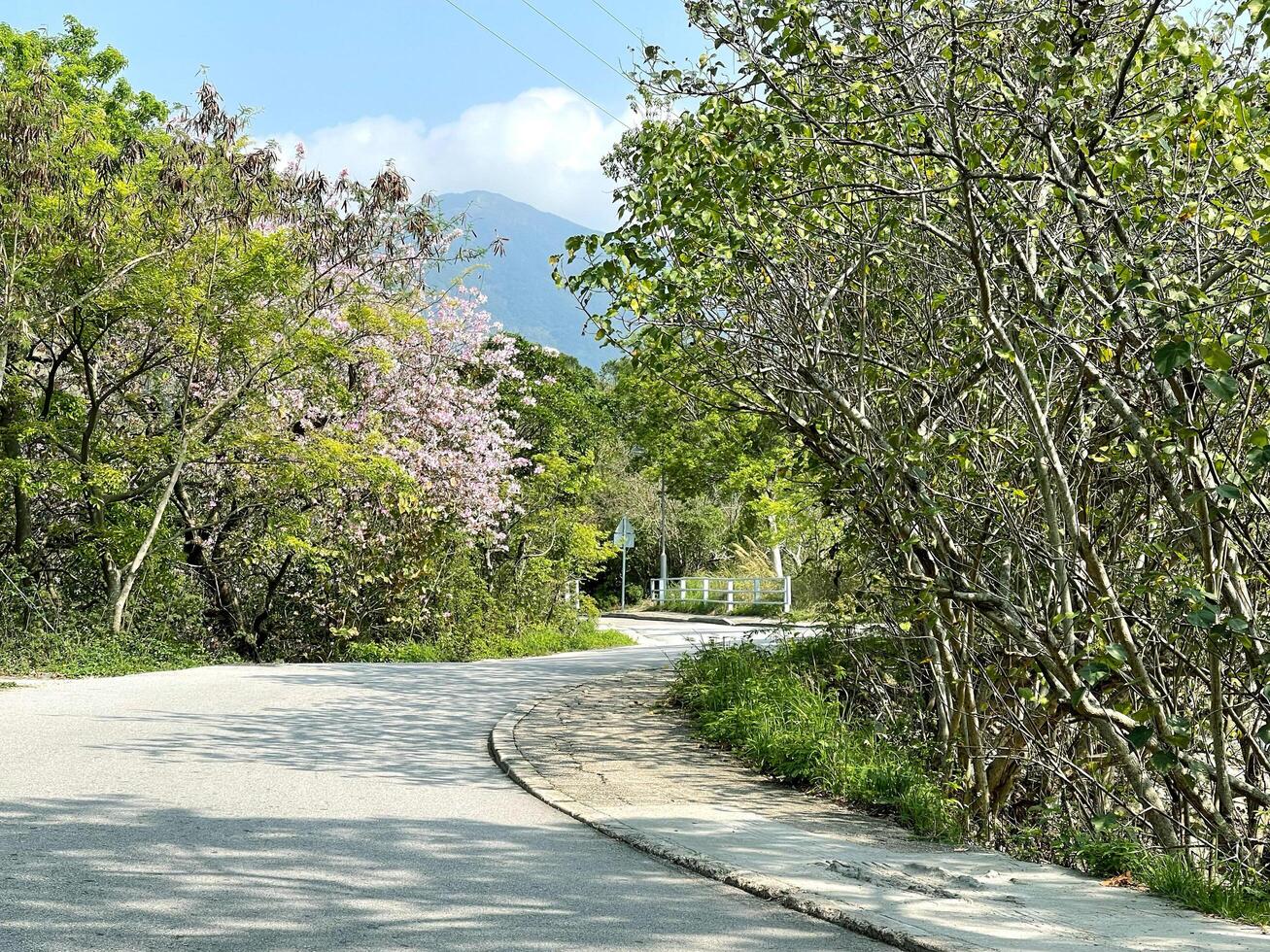 Pink flowers and green trees near the curve road with shadow photo