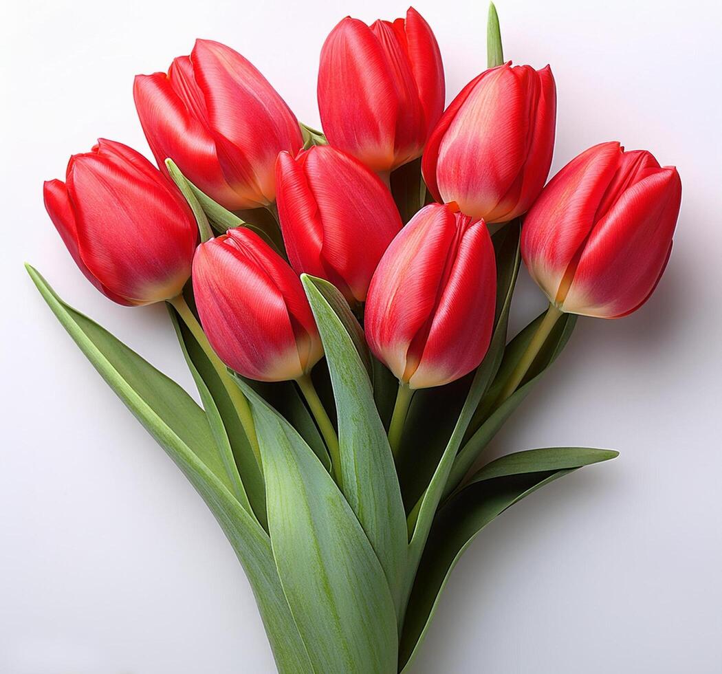 Beautiful Bouqet of Red Tulip with White Background photo