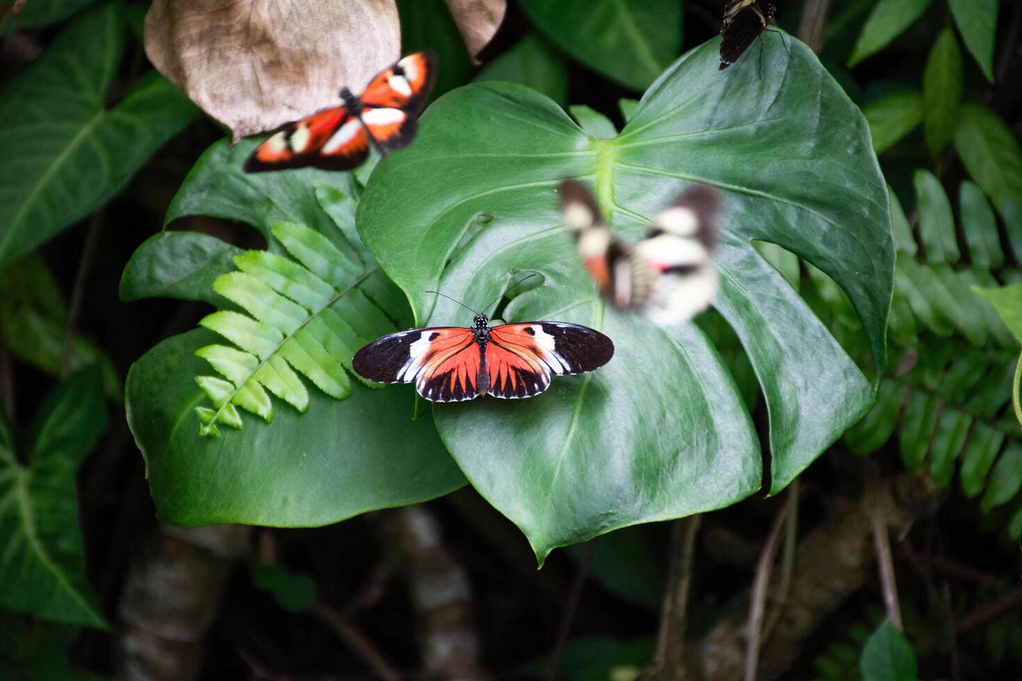 Butterflies on a leaf photo