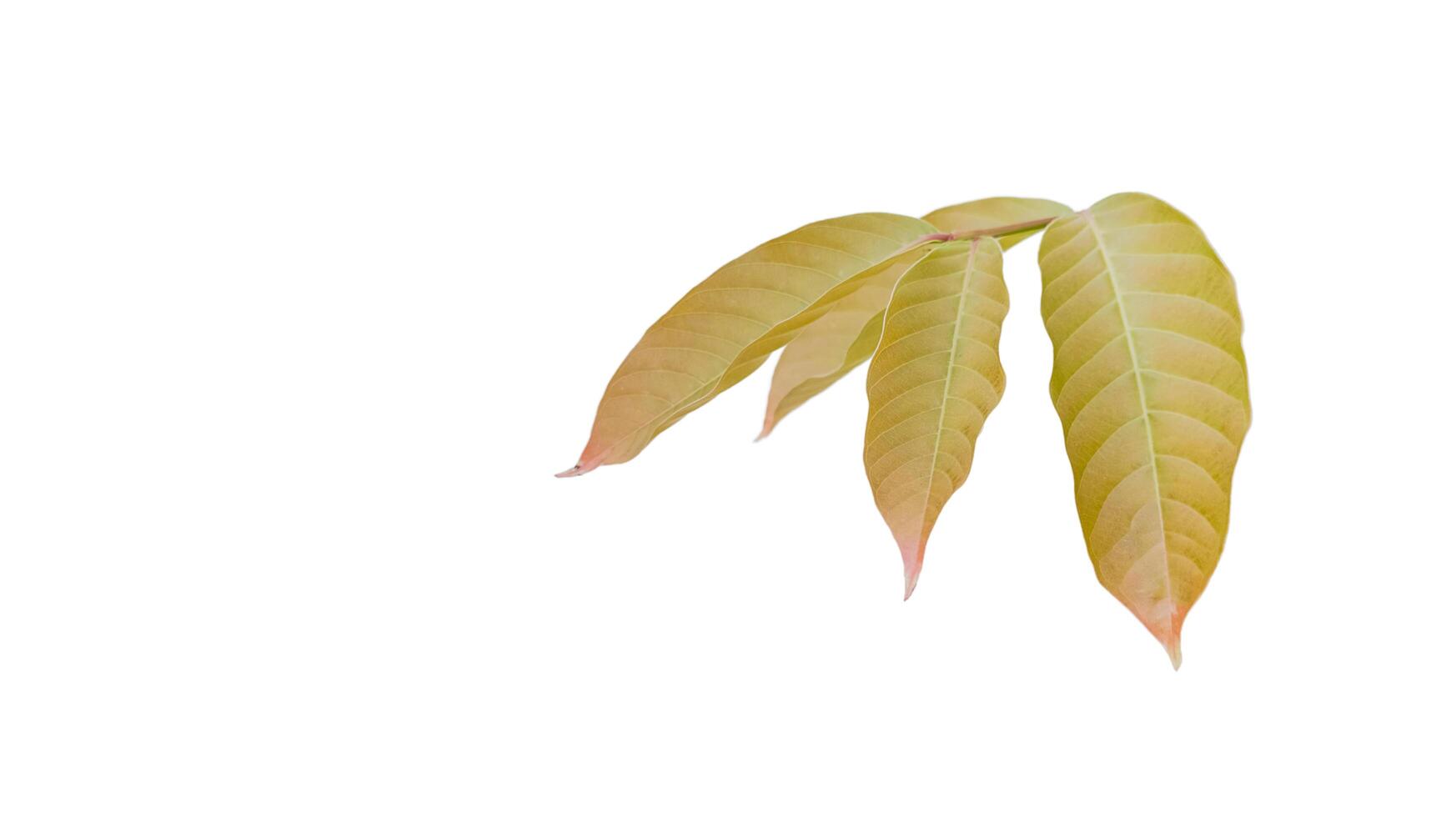 Cut out of young Queen Crepe Myrtle on a white background with clipping paths. The detailed structure emphasizing the leaves natural beauty and form. photo
