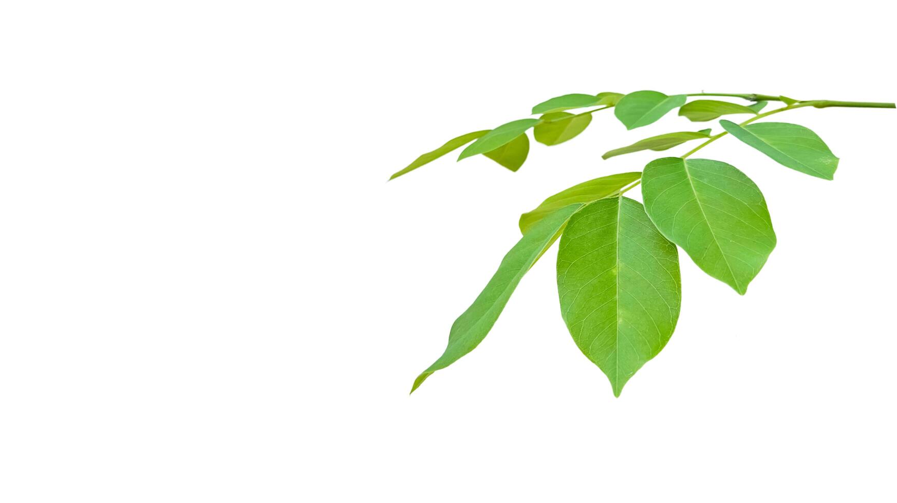 Cut out Pterocarpus Macrocarpus or Burma padauk leaves with clipping paths on white background photo