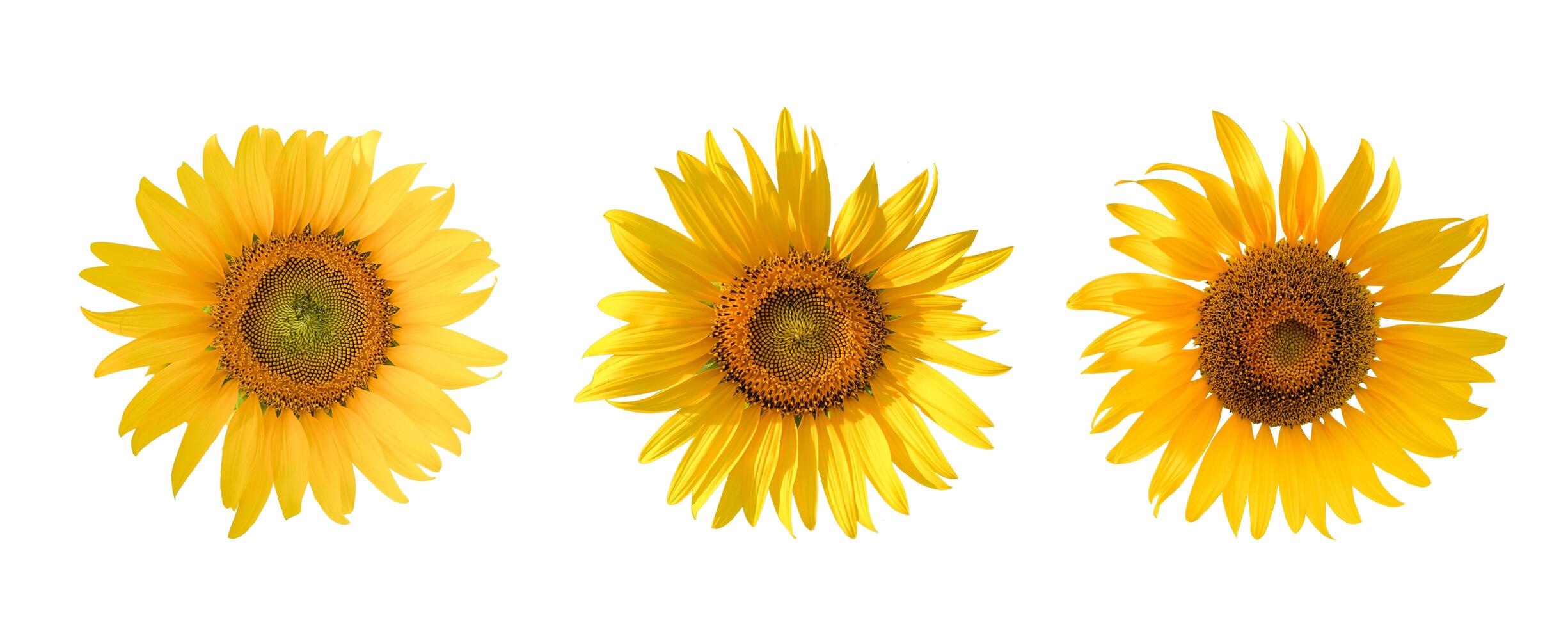 Radiant sunflower cut out on a white background, highlighting its golden petals, textured center, and lush green stem. Perfect for graphic design, educational use, or eco themed projects photo