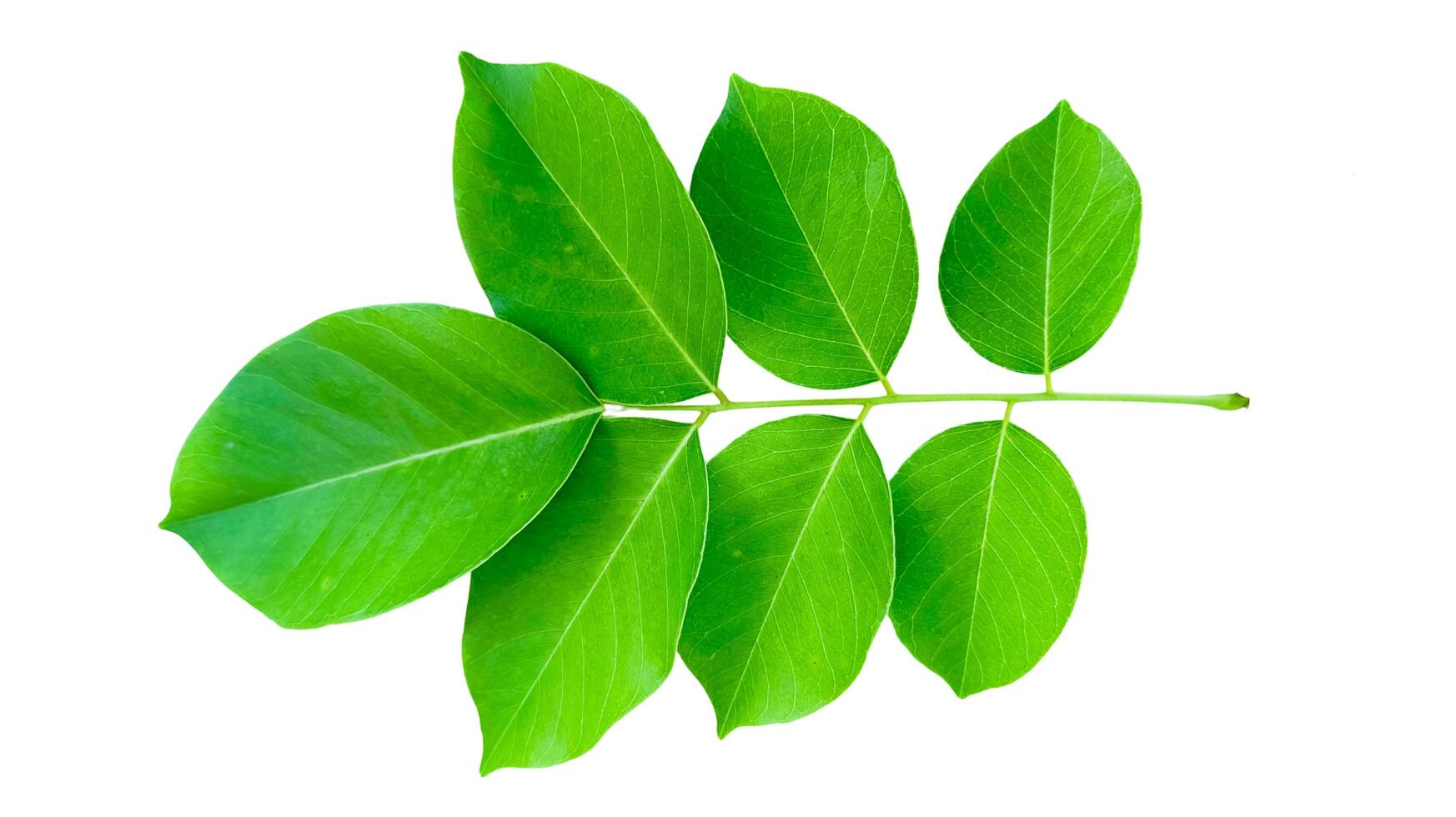 Cut out Pterocarpus Macrocarpus or Burma padauk leaves with clipping paths on white background photo