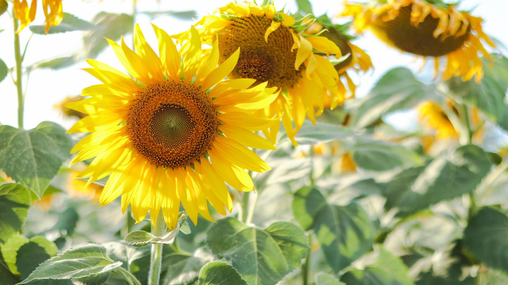 Sprawling sunflower field nearing harvest, glowing under the warm sunlight. The vibrant yellow blooms stretch toward the sky symbolizing abundance and the beauty of nature cycles photo