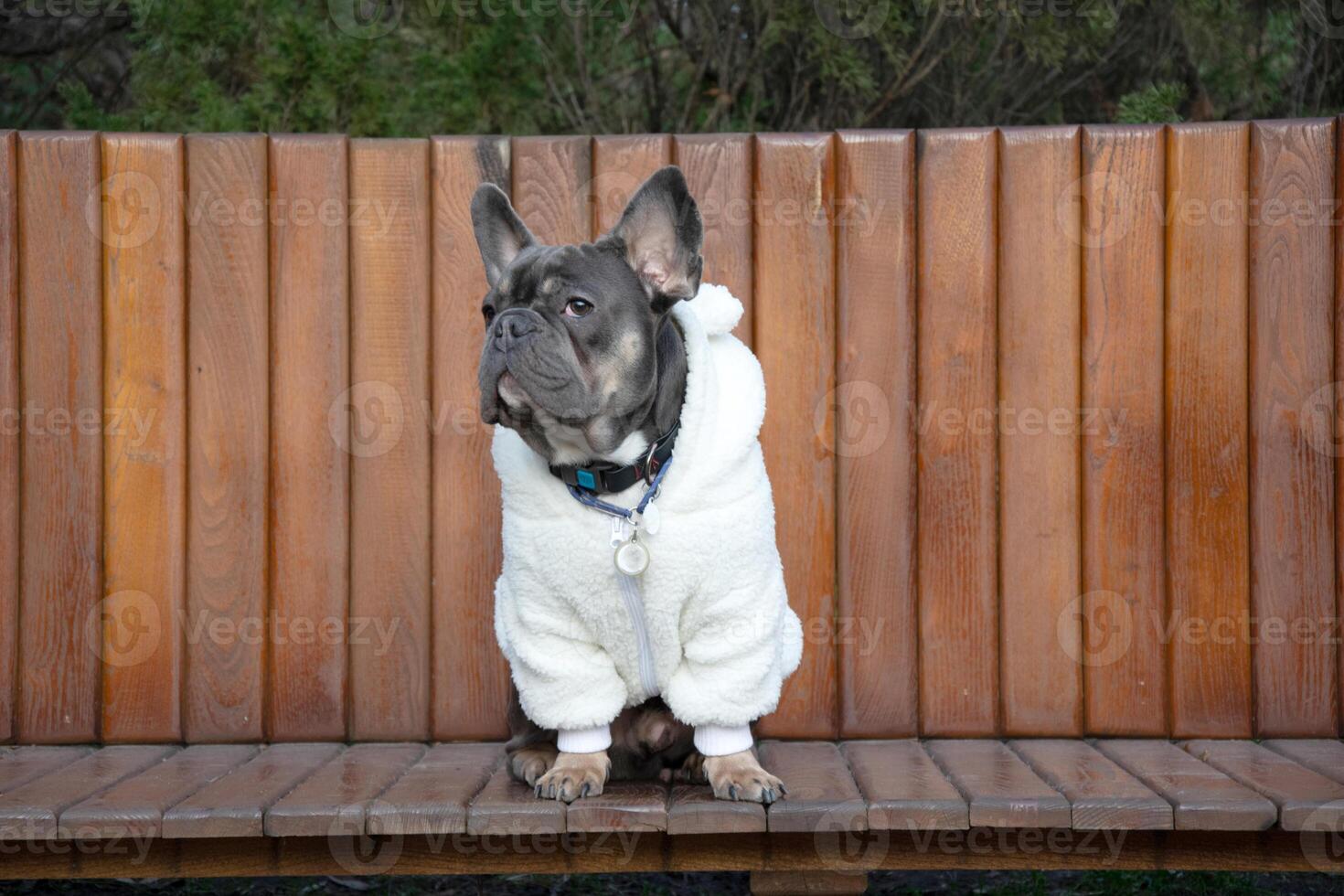 A French bulldog wearing a cozy white hoodie is sitting on a wooden bench in a park on a sunny day, showcasing a relaxed demeanor photo