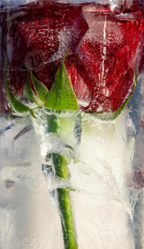 A striking red rose stands elegantly within a block of ice, showcasing its vibrant petals and green stem. The cold environment highlights its beauty and fragility photo