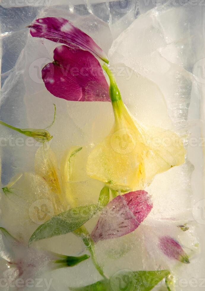 Delicate flowers in varying shades of pink and yellow are encased in crystal-clear ice. The frozen arrangement highlights the intricate details of the petals, emphasizing nature's beauty photo
