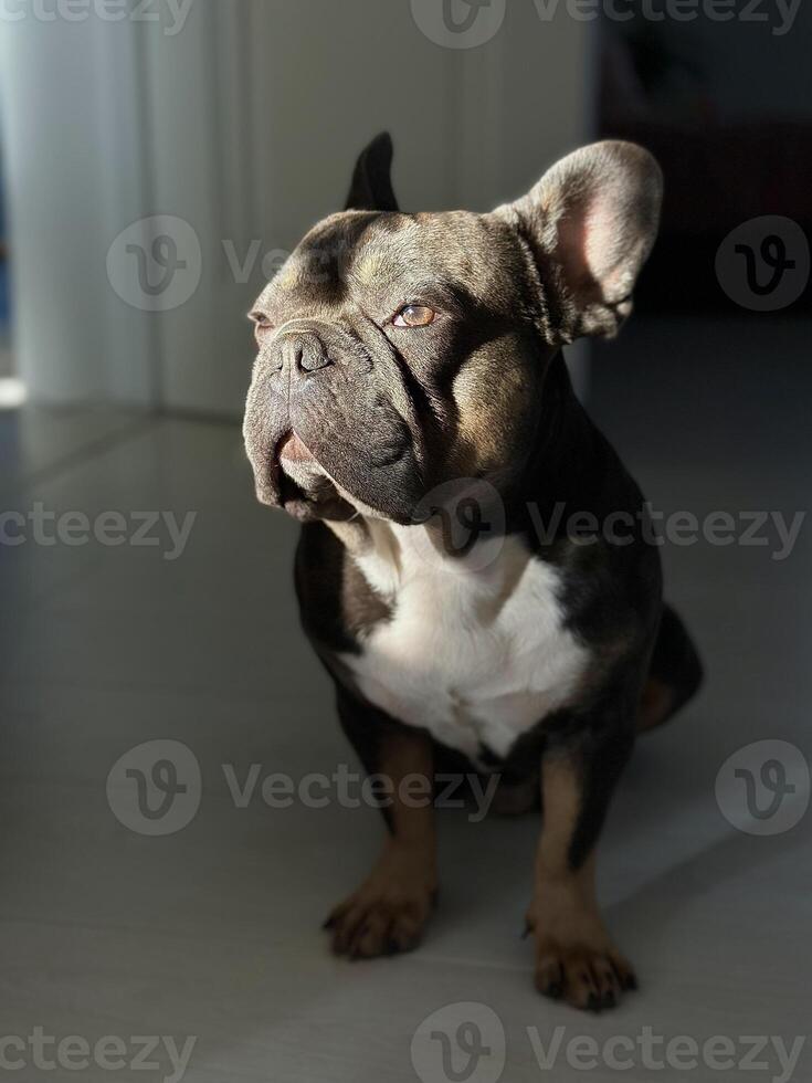 A French bulldog sits quietly in a sunlit corner of the room, showcasing a playful expression under soft afternoon light photo