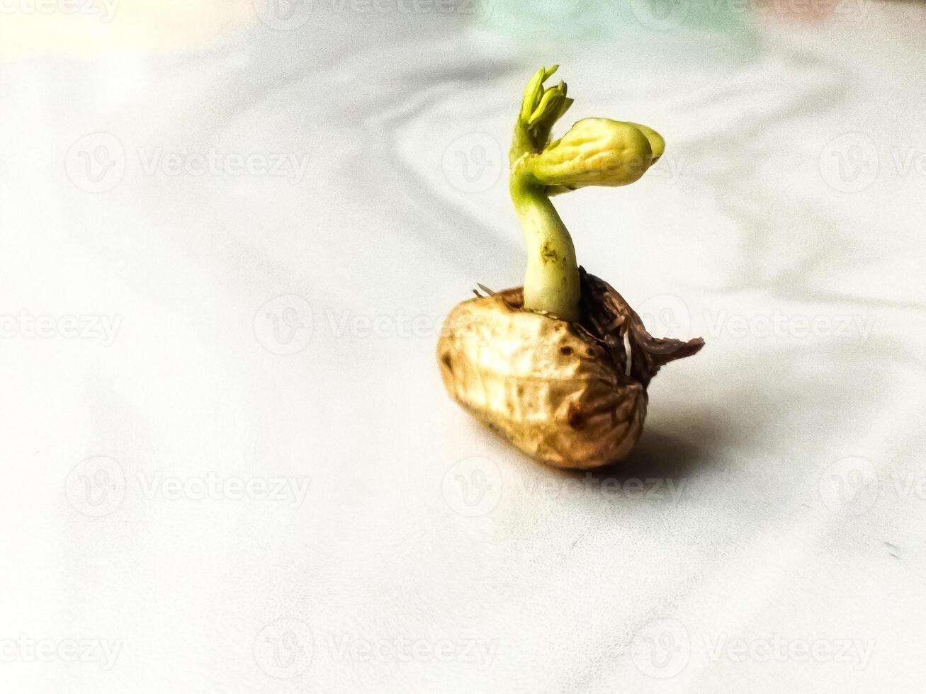 Defocused and noise image of young peanut plants are developed photo