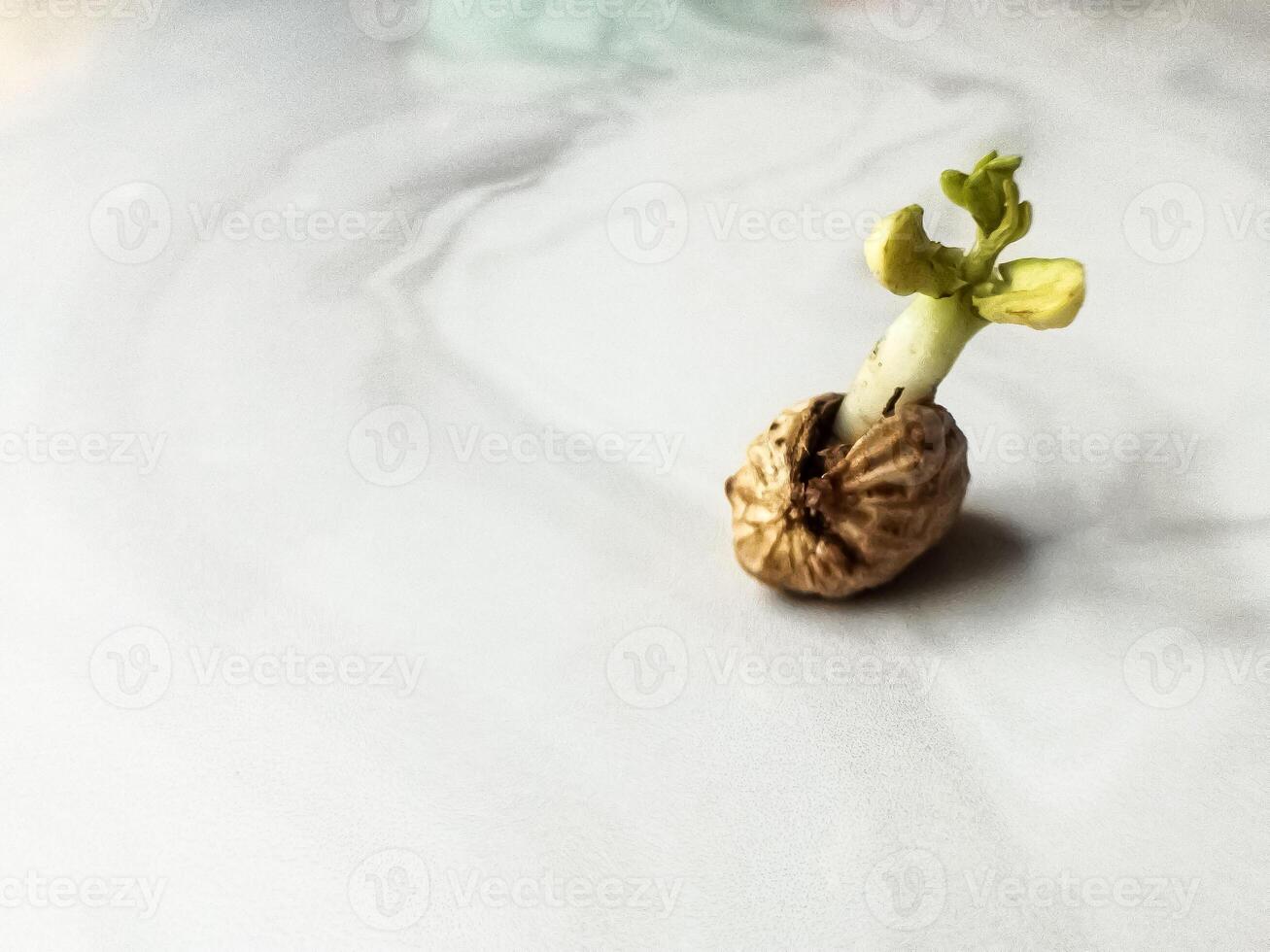 Defocused and noise image of young peanut plants are developed photo