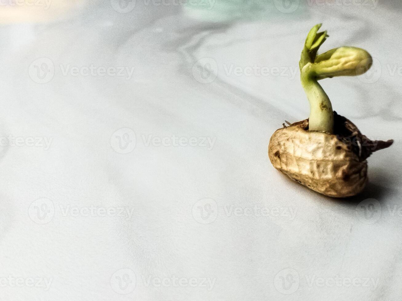 Defocused and noise image of young peanut plants are developed photo