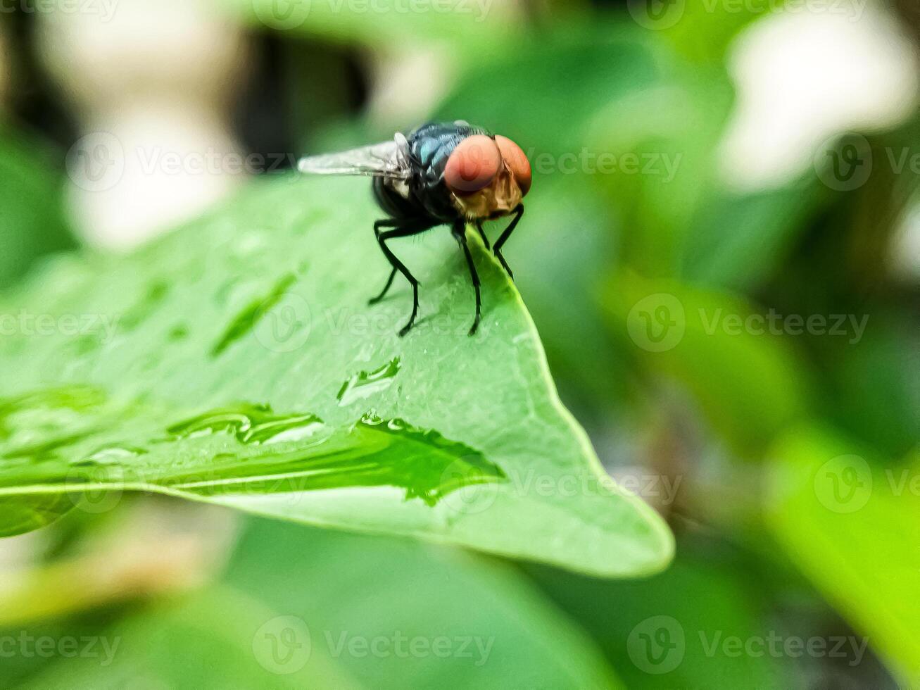 Cochliomyia hominivorax, the New World screw-worm fly, or screw-worm for short, is a species of parasitic fly that is well known for the way in which its larvae maggots eat the living tissue. photo