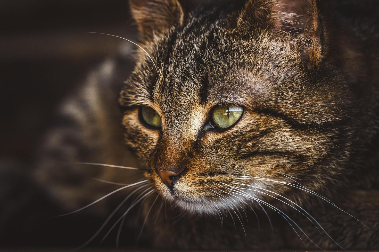 the head of a brown cat is stalking prey photo