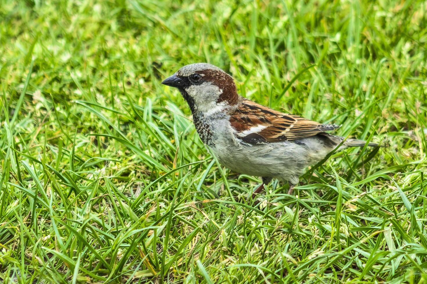 Sparrows are walking on the grass photo