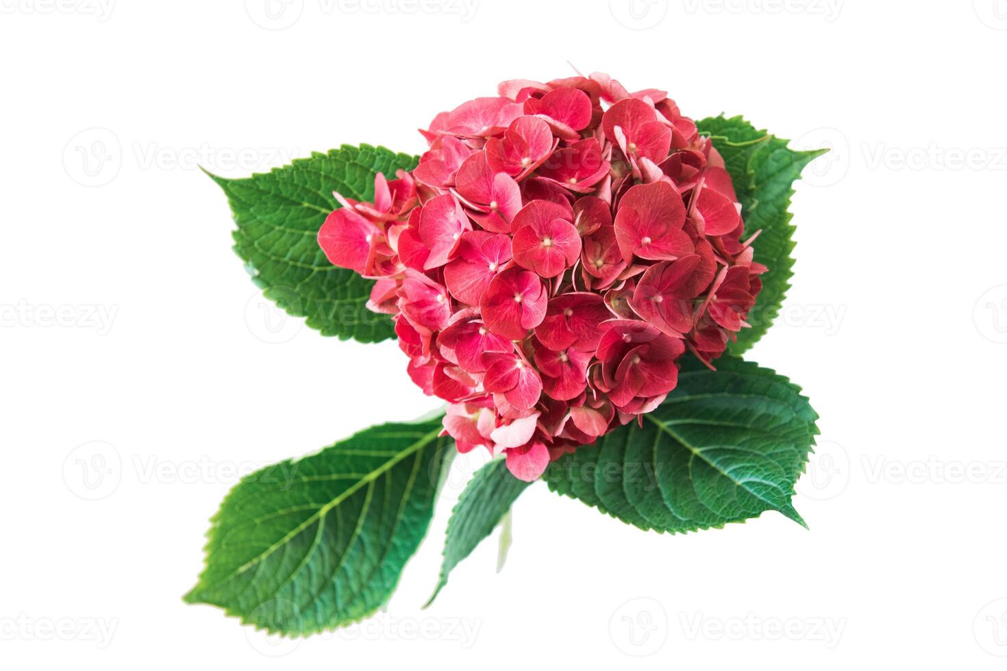 Pink flower of hydrangea photo