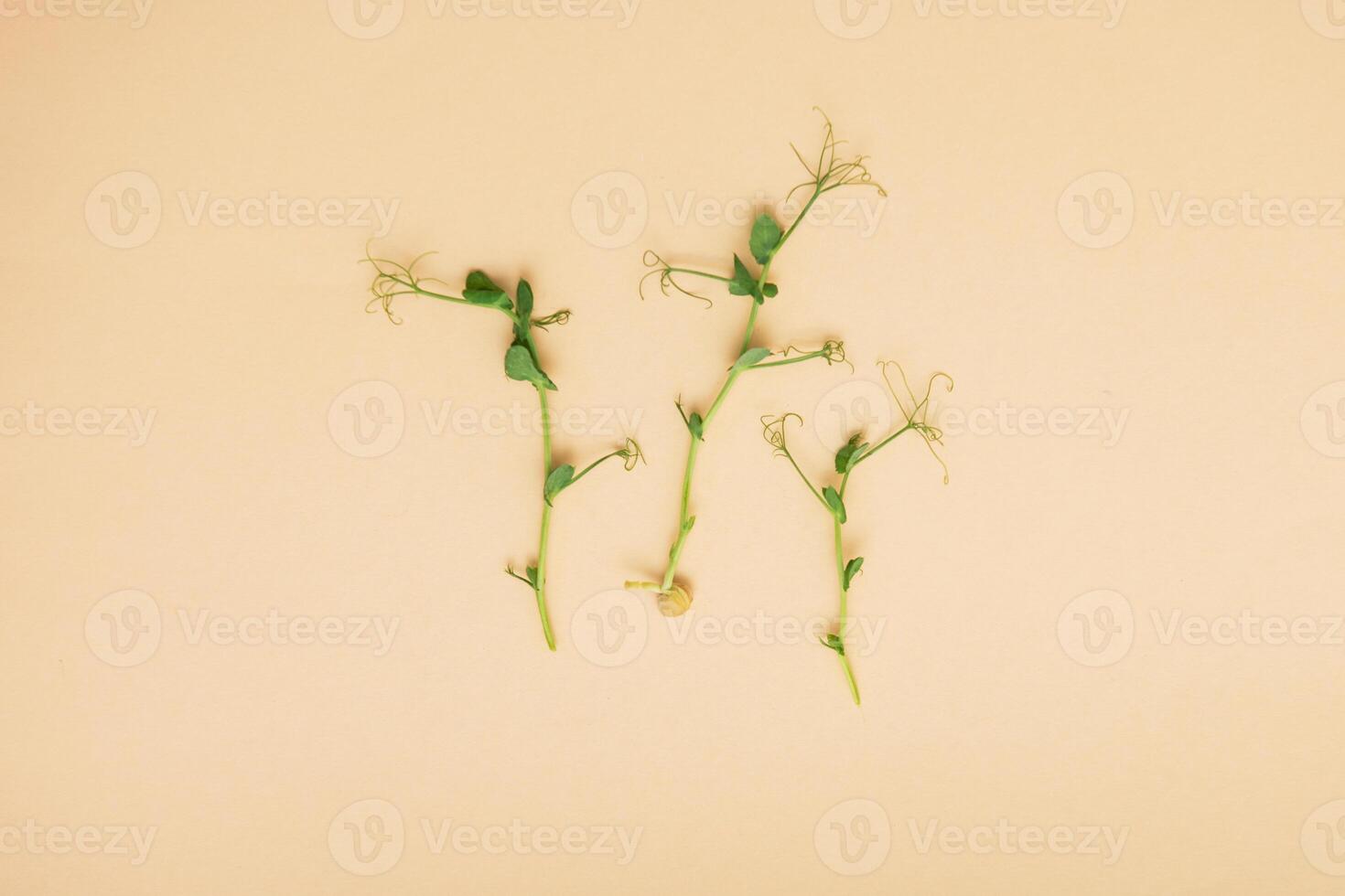Micro greens sprouts of peas photo