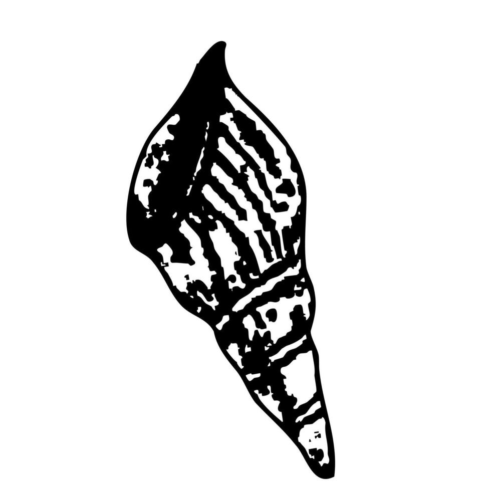 Detailed seashell illustration showcasing marine life elements for artistic and educational design. Illustration. Black and white sea shell. Isolated background. For clip art, label, packages vector