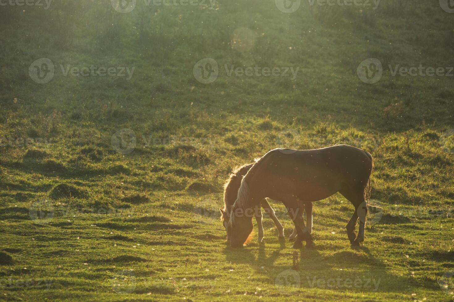 Horse in front of the sunrise photo