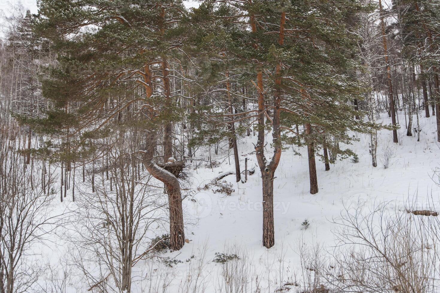 Big nest in Altai mountains forest, photo