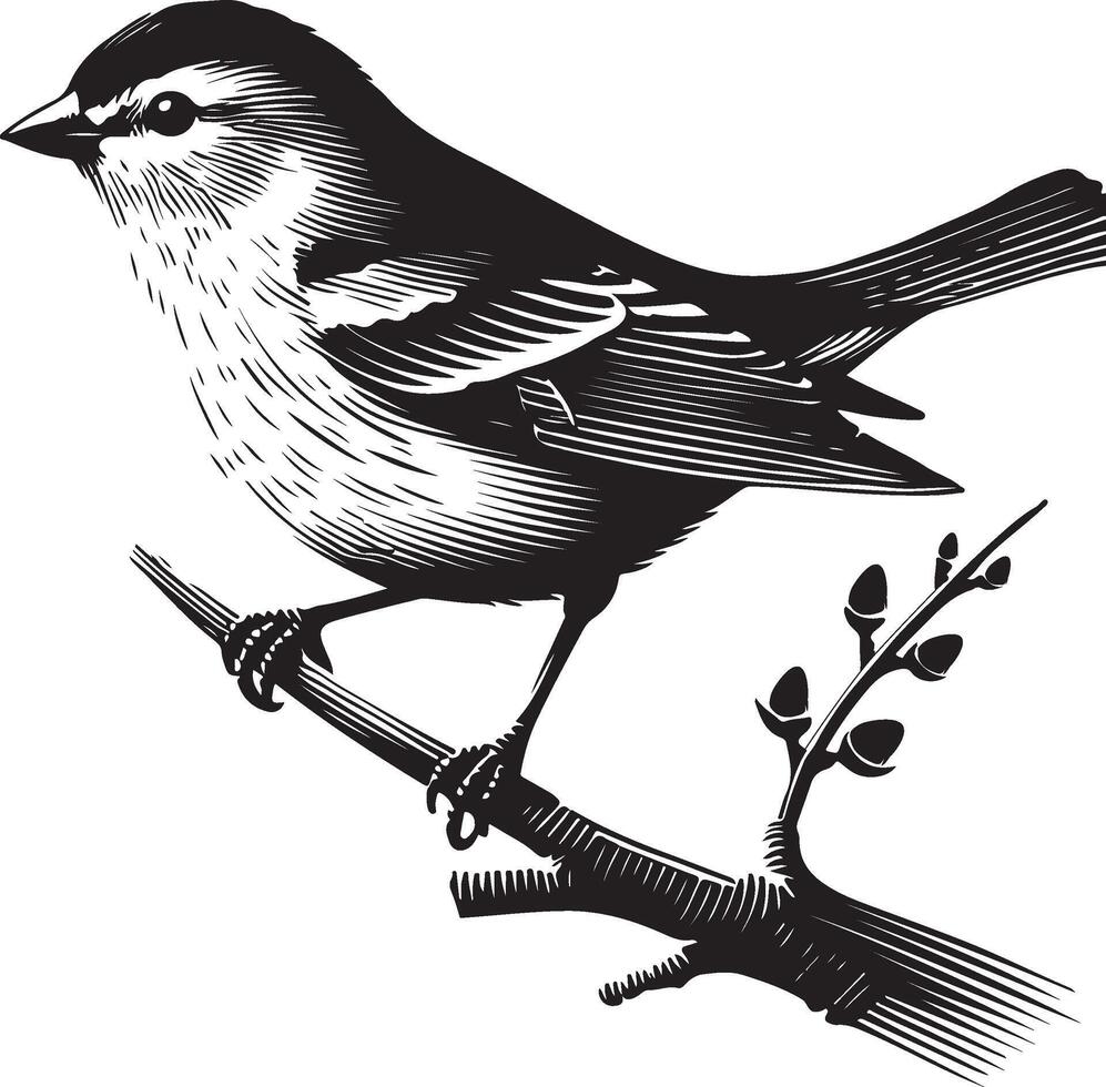 Passerine bird silhouette vector