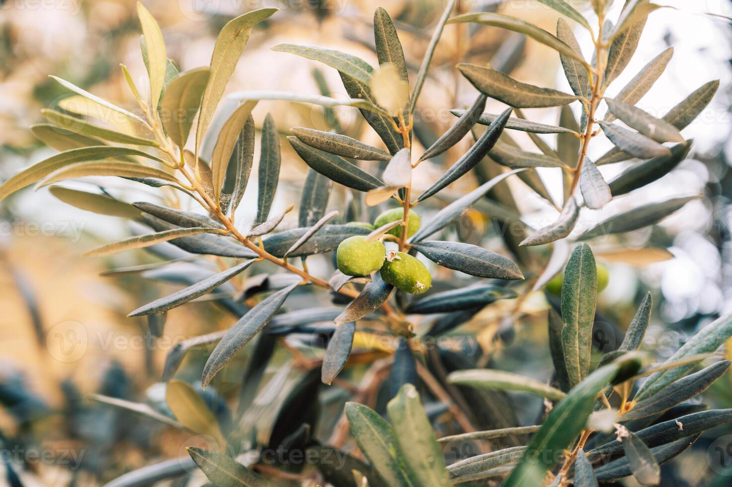 Close-up of Green Olives on Olive Tree Branch photo