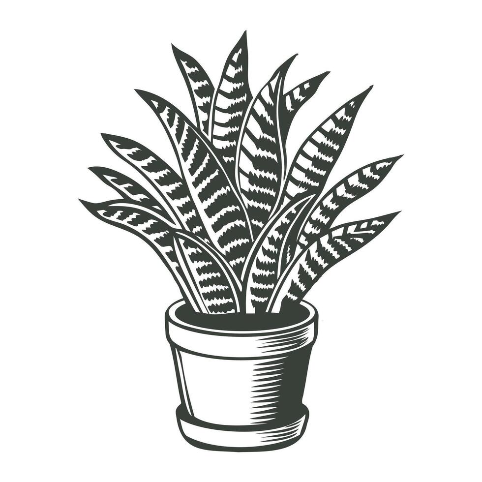 Sansevieria in a pot isolated on a white background. Snake plant. Monochrome black and white illustration. vector