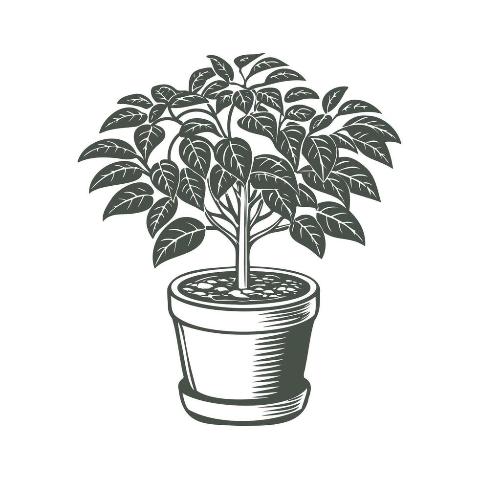 Plant in pot isolated on white background. Botanical element for interior design. Monochrome black and white illustration. vector