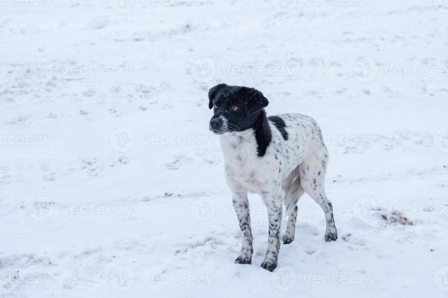 A sad dog stands on the snow photo